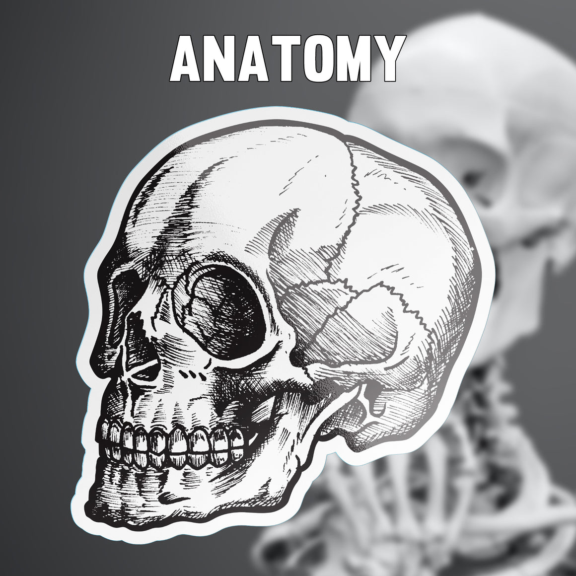 Anatomy