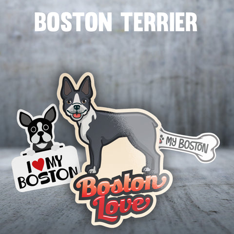 Boston Terrier