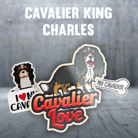 Cavalier King Charles Spaniel