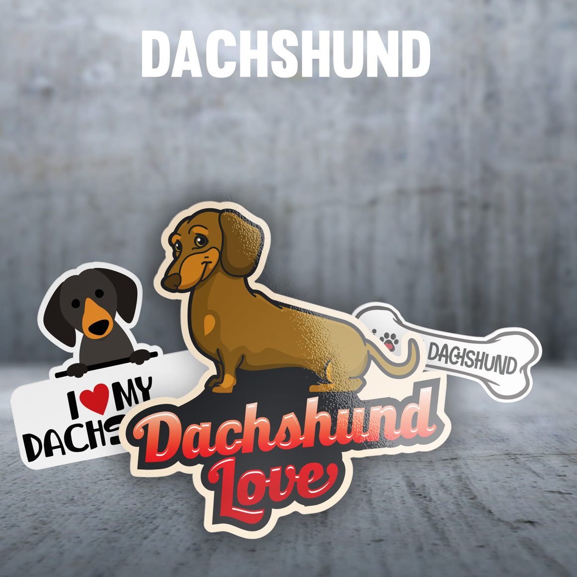 Dachshund