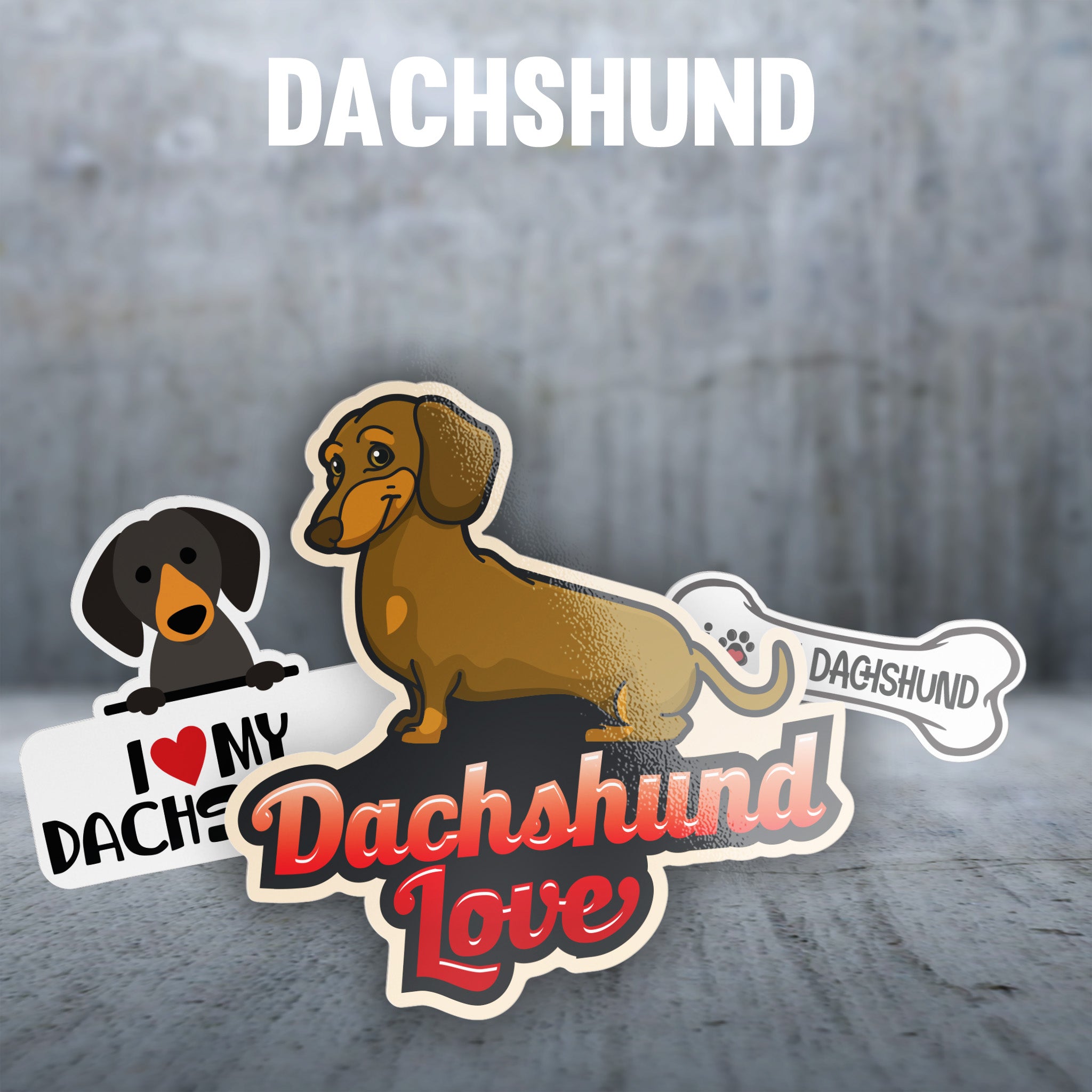 Dachshund