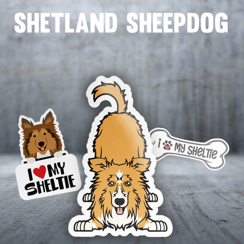 Shetland Sheepdog