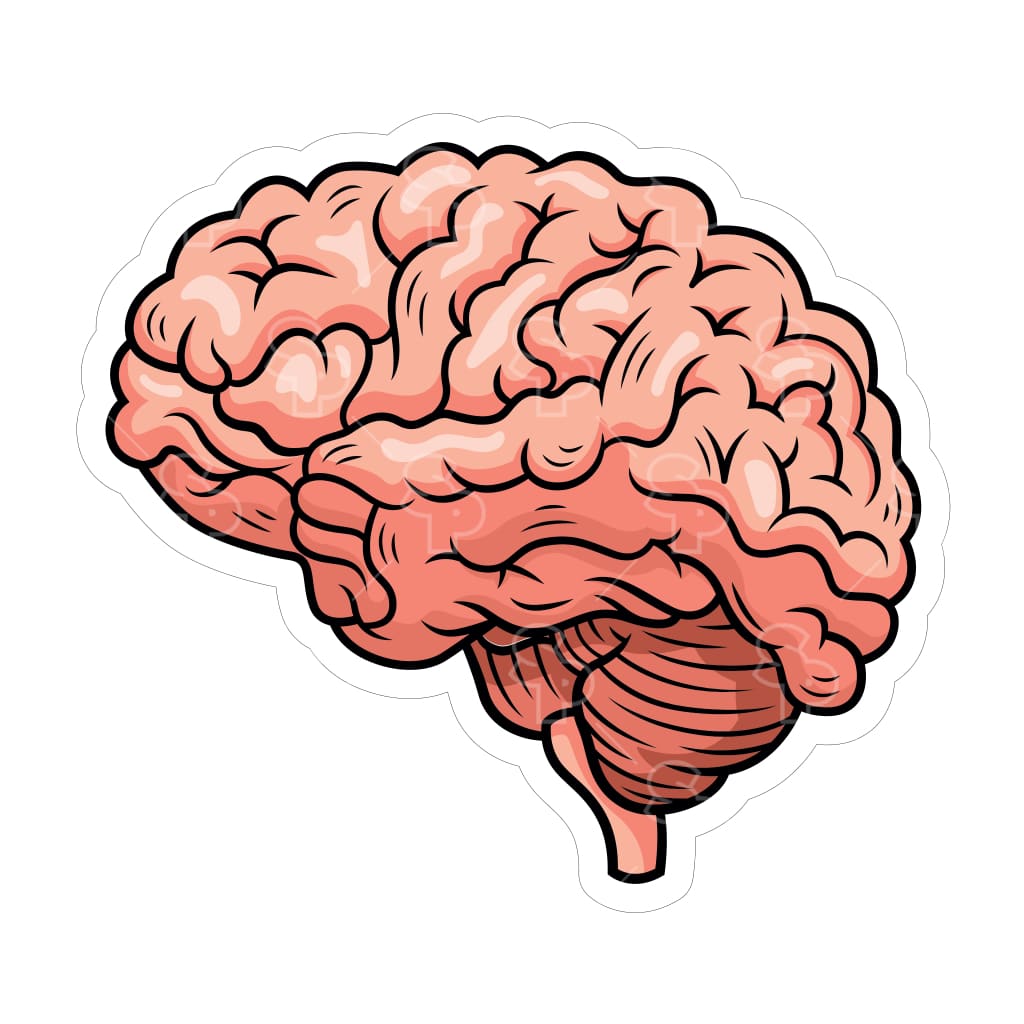 Sticker Pack | 10711 - Illustrated Anatomy - Brain