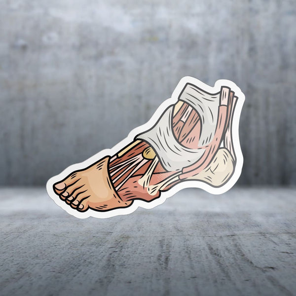 Sticker Pack | 10712 - Illustrated Anatomy - Foot