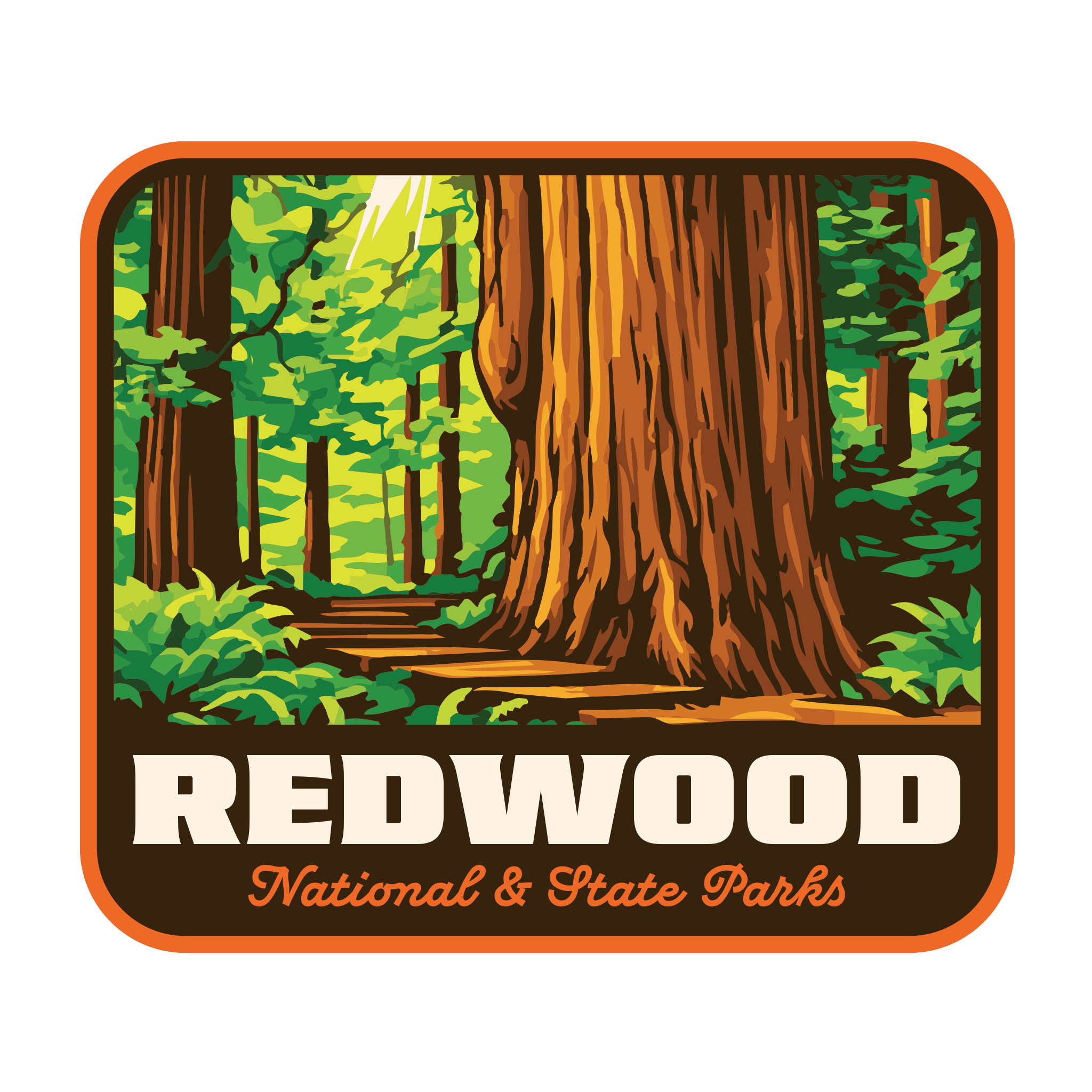 20427 - Golden Tree Trunks - Redwood National and State Parks