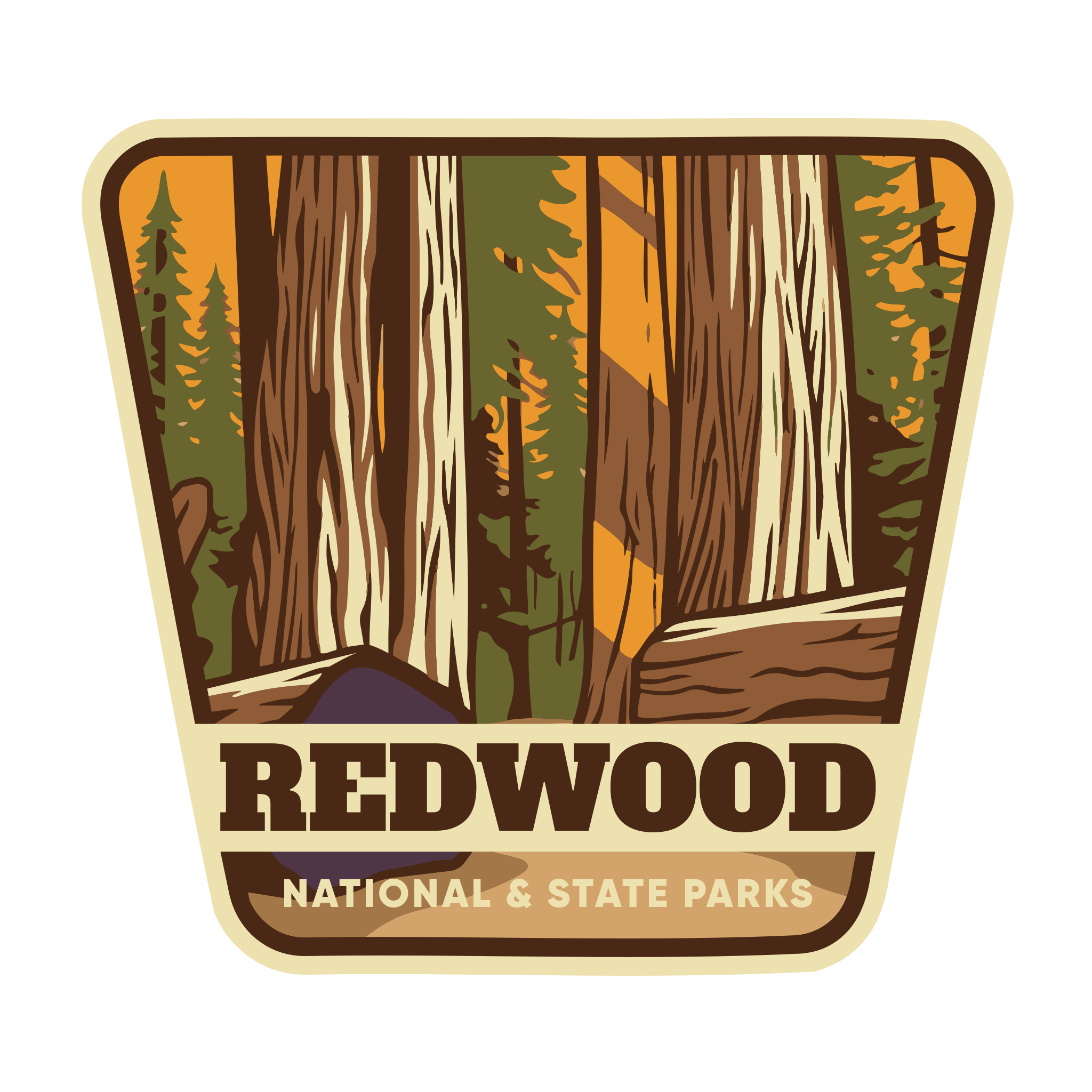 20428 - Tree Shadows - Redwood National and State Parks