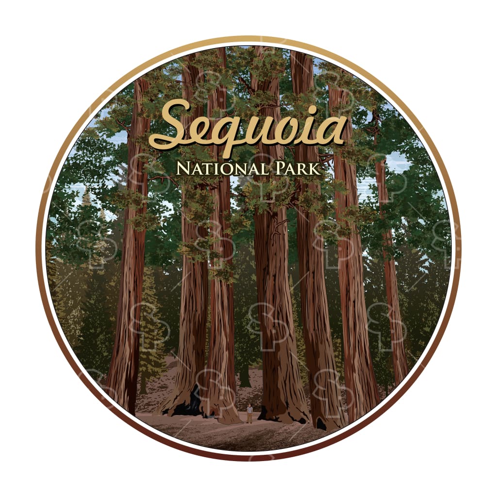 619 - Lines Sequoia